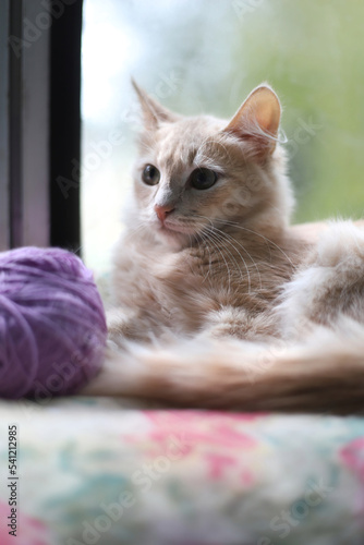 A young peach-colored kitty is lying on a pillow by the window. A light red cat and a lilac tangle indoors.