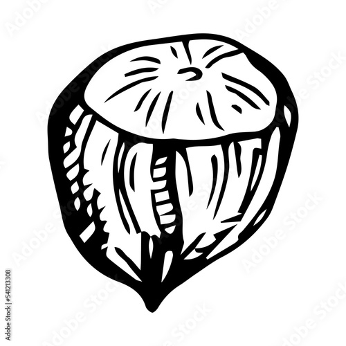 hazelnut hand illustration, vector image, retro style