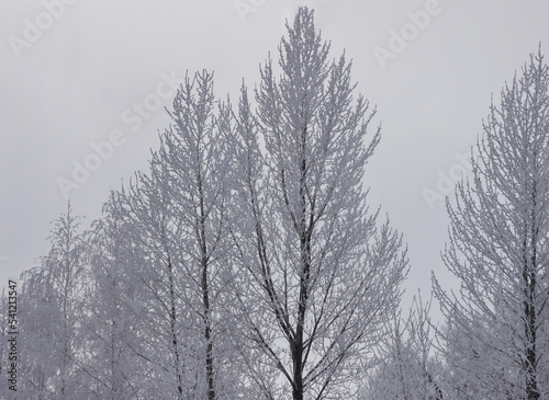 Wallpaper Mural Winter forest, snow-covered tops of trees, winter park, snow on trees, winter evening landscape Torontodigital.ca