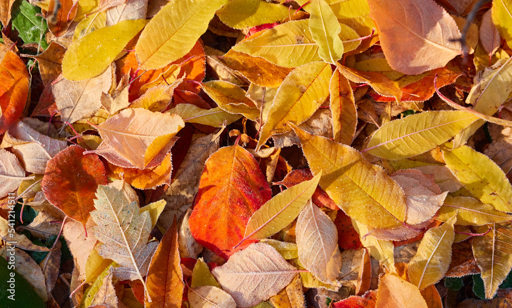 Forest floor of dry golden leaves. Crystal clear frost, ice, first snow. Autumn, early winter. Texture, background. Soft sunlight. Climate change, nature, environment Forest floor of dry golden leaves. Crystal clear frost, ice, first snow. Autumn, early winter. Texture, background. Soft sunlight. Climate change, nature, environment