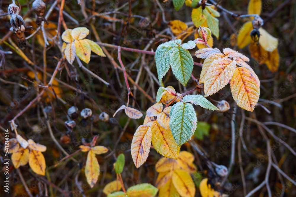 Wild berries and dry leaves covered with a crystal clear frost, ice, first snow. Autumn, early winter. Soft sunlight. Climate change, nature, environment, cold weather Wild berries and dry leaves covered with a crystal clear frost, ice, first snow. Autumn, early winter. Soft sunlight. Climate change, nature, environment, cold weather