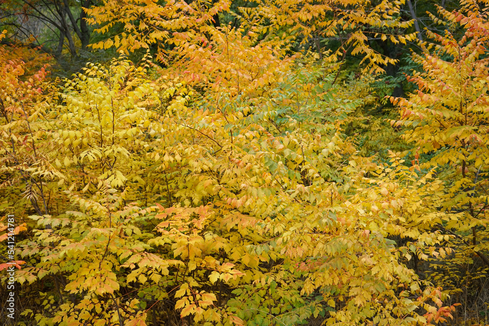 Autumn yellow leaves on the trees. Autumn Park