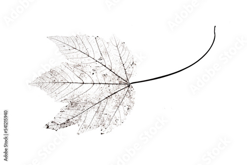 Close up of dried dry delicate skeleton leaves of the Maple tree.