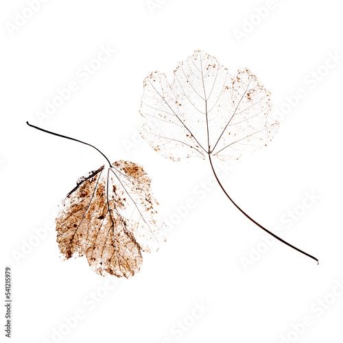 Close up of dried dry delicate skeleton leaves of the Maple tree.