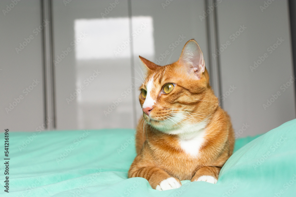 orange cat looking to the camera on the green bed in the bedroom orange cat looking to the camera on the green bed in the bedroom