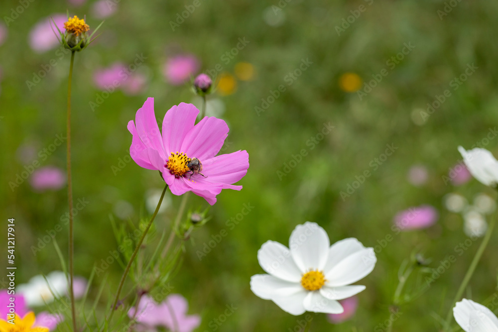 Close up to Mirasol flowers or cosmos bipinnatus , in the field outdoors Close up to Mirasol flowers or cosmos bipinnatus , in the field outdoors