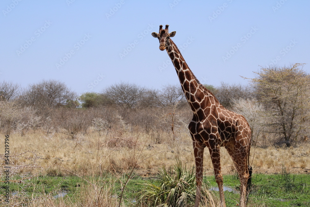 Naklejka premium giraffe in the savannah