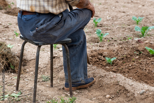 detalle de piernas de hombre sentado en taburete en el huerto, hombre mayor, anciano en el campo con los cultivos de invierno