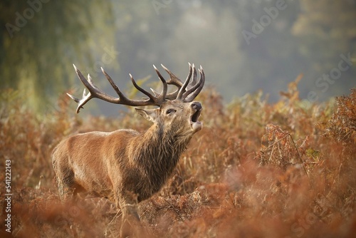 Fotografie Barbary stag deer screaming in the field