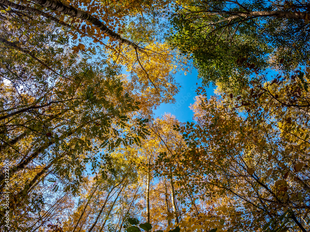 Fototapeta premium Jasienny Las Korony Drzew