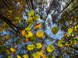 Jesienny las, li艣cie i korony drzew
