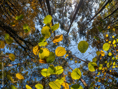 Fototapeta Jesienny las, liście i korony drzew
