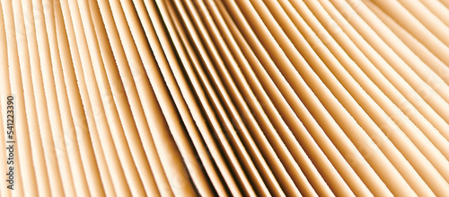 Agaric mushroom gills under cap macro close up photo, depth of field photography. Abstract macro background with brown mushroom lamella for web banner design