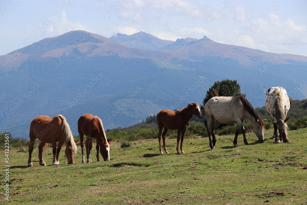 horses with a view in the mountains
