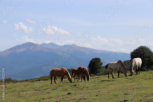 horses with a view in the mountains © Solene