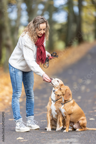 A young woman feeds her two dogs treats for obedient behavior