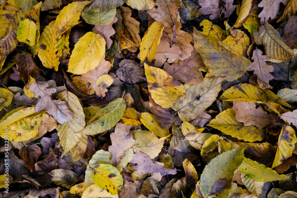 Autumnal forest in the sunshine. The light shines through the leaves on the forest floor. Autumnal forest in the sunshine. The light shines through the leaves on the forest floor.