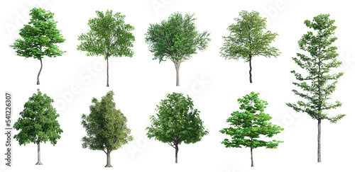 3D Trees Isolated on PNGs transparent background   Use for visualization in architectural design or garden decorate 