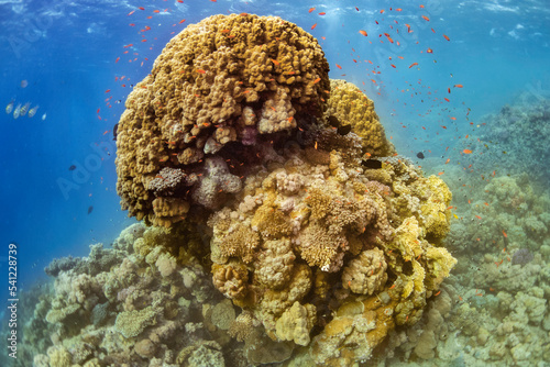 Fototapeta Naklejka Na Ścianę i Meble -  coral reef