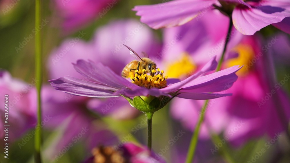 Obraz premium ピンクのコスモスと蜂