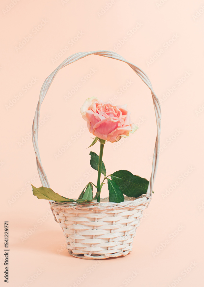 Bright rose flower in white basket on bright peach colored background. Modern design with blooming concept. Creative nature minimal idea.