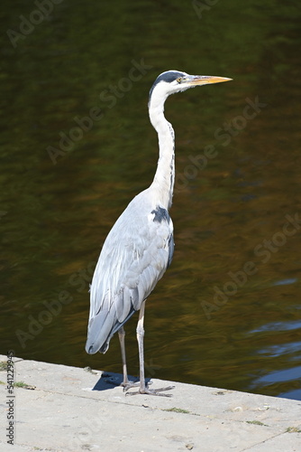 A grey heron standing at a lake