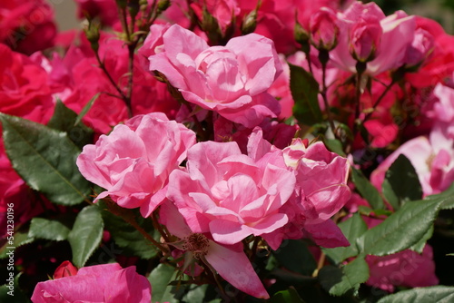 鮮やかなピンクの薔薇