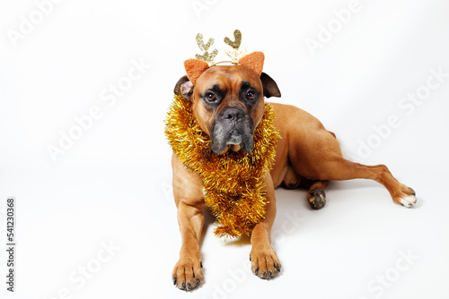 cute dog in christmas decorations on a white background. dog deer. german boxer