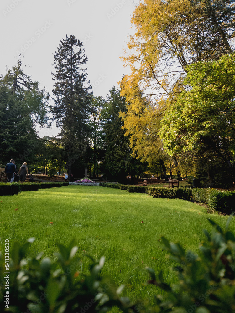 Fototapeta premium autumn in the park