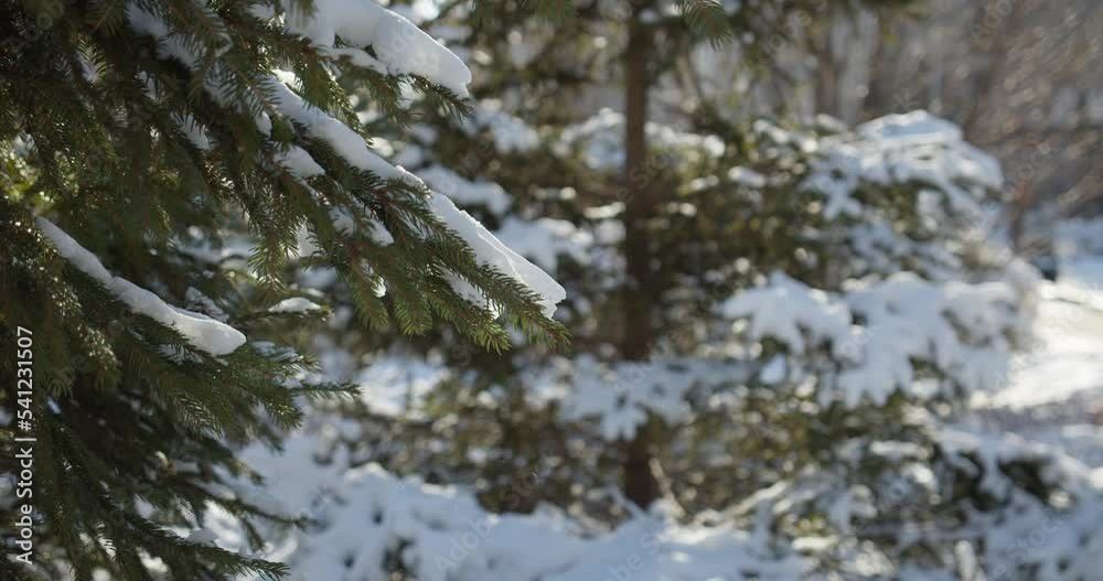 Cypress trees swaying in snow in park, falling snowflakes in winter, thick snow on the branches. Close-up of snowy hanging pine branches in the sunny winter 