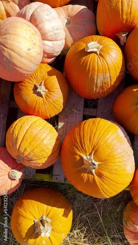 Pumpkin patch. Pumpkins on the seasonal market. 