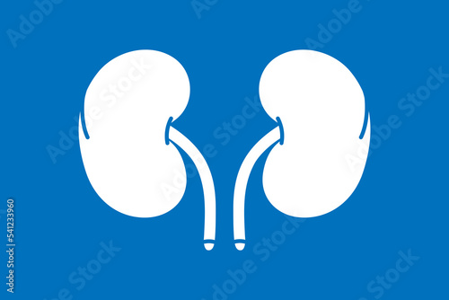 Human kidneys symbol isolated on blue background. Human organ icon. Vector illustration.