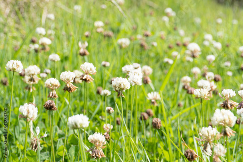 Small white field flower in the middle of the grass