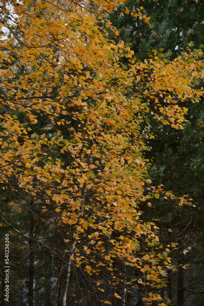 Mixed forest, nature and environment of central Russia, Moscow region. Autumn forest close up. Golden birch leaves next to green spruce or pine needles. Minimalistic background, no people. Mixed forest, nature and environment of central Russia, Moscow region. Autumn forest close up. Golden birch leaves next to green spruce or pine needles. Minimalistic background, no people.