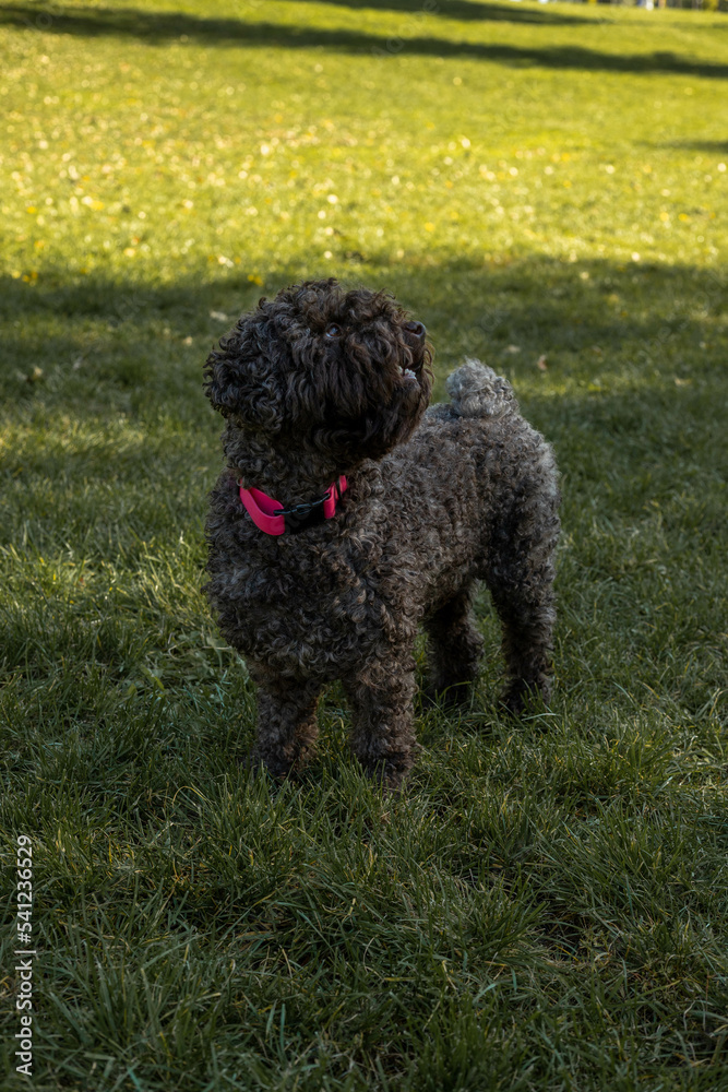 A happy hairy dog is waiting for its owners A happy hairy dog is waiting for its owners
