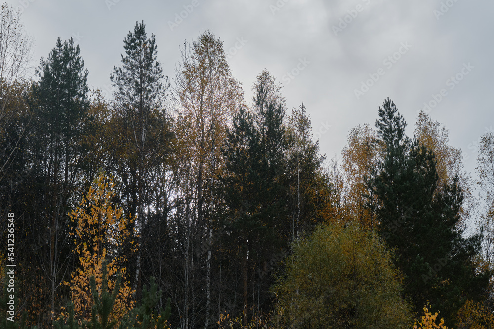 Autumn forest, treetops and overcast gray sky. Golden birch leaves next to spruce or pine needles. Mixed forest, nature and environment of central Russia, Moscow region. Minimalistic background. Autumn forest, treetops and overcast gray sky. Golden birch leaves next to spruce or pine needles. Mixed forest, nature and environment of central Russia, Moscow region. Minimalistic background.
