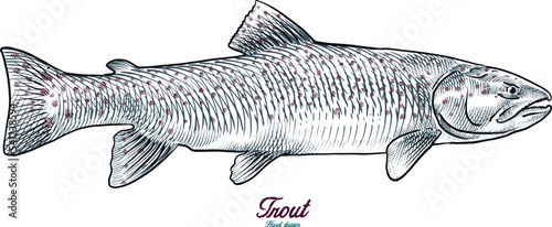 detailed hand drawn illustration of trout isolated on white background
