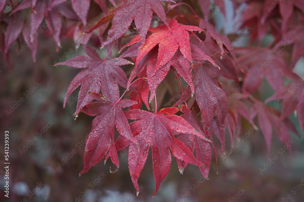 Acer palmatum, called Japanese maple or smooth Japanese-maple. Hanover, Germany. Acer palmatum, called Japanese maple or smooth Japanese-maple. Hanover, Germany.