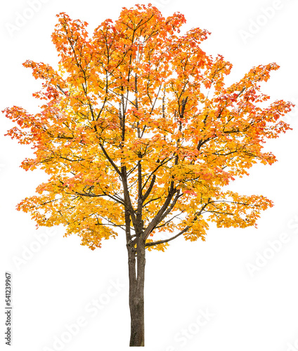 PNG Autumn maple tree Yellow red autumnal leaves