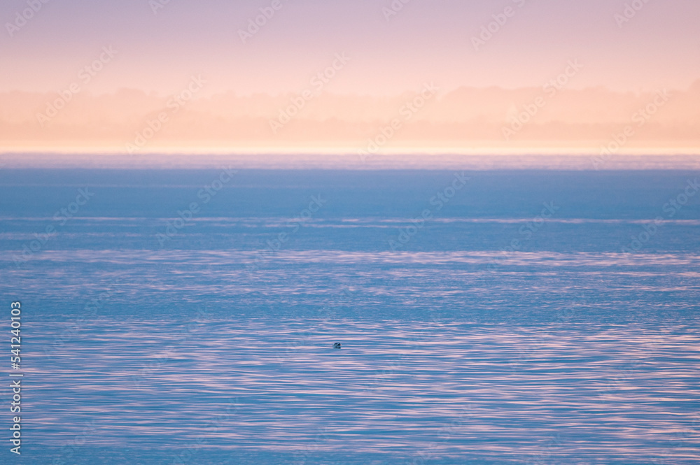 Phoque veau marin, Baie des Veys