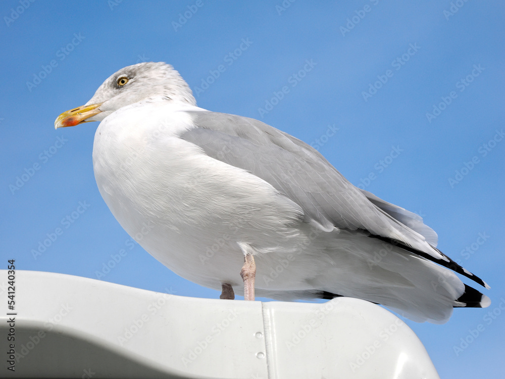 Closeup of herring gulls (Larus argentatus) perched on a cabin of boat and seen from below on blue sky background Closeup of herring gulls (Larus argentatus) perched on a cabin of boat and seen from below on blue sky background