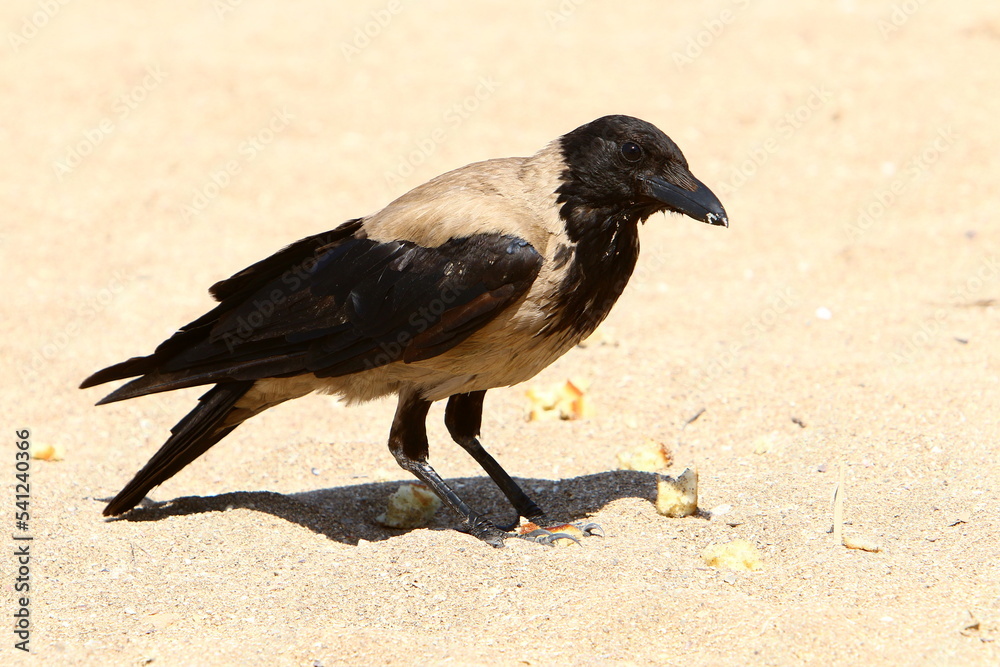Fototapeta premium Hooded crow in a city park in Israel