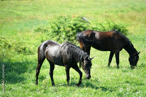 horse in the meadow in Lancaster Pennsylvania 