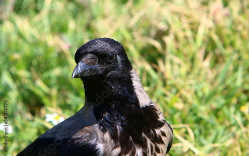 Hooded crow in a city park in Israel