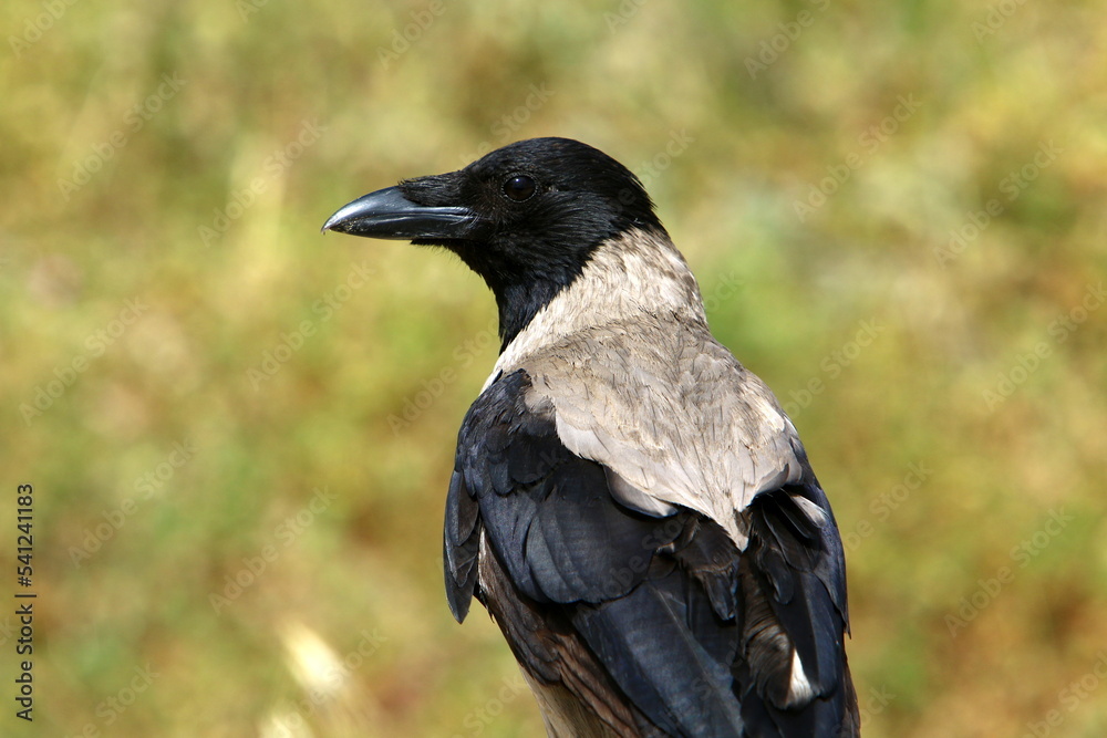 Obraz premium Hooded crow in a city park in Israel