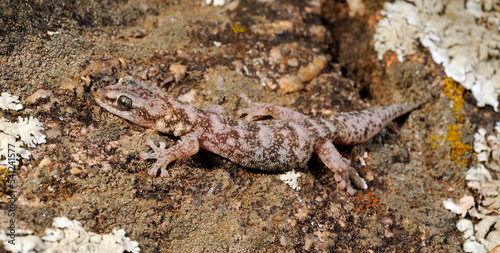European leaf-toed gecko // Europäischer Blattfingergecko (Euleptes europaea) - Sardinia, Italy