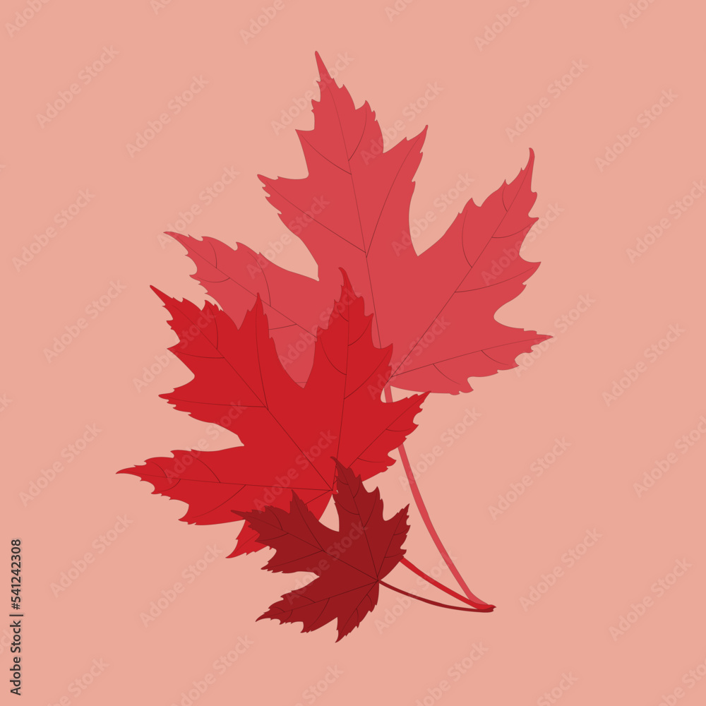 The design card element pattern for the leaf of maple in nature's autumn and Christmas holiday in winter thanksgiving and celebrate in October of every year. The design card element pattern for the leaf of maple in nature's autumn and Christmas holiday in winter thanksgiving and celebrate in October of every year.