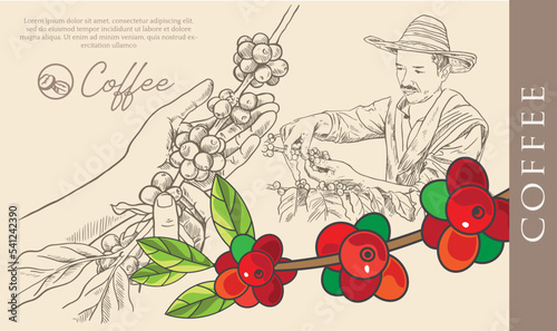coffee packaging label of ink drawing on paper for promotion design. coffee promotion banner of coffee bean picker image in vintage style.