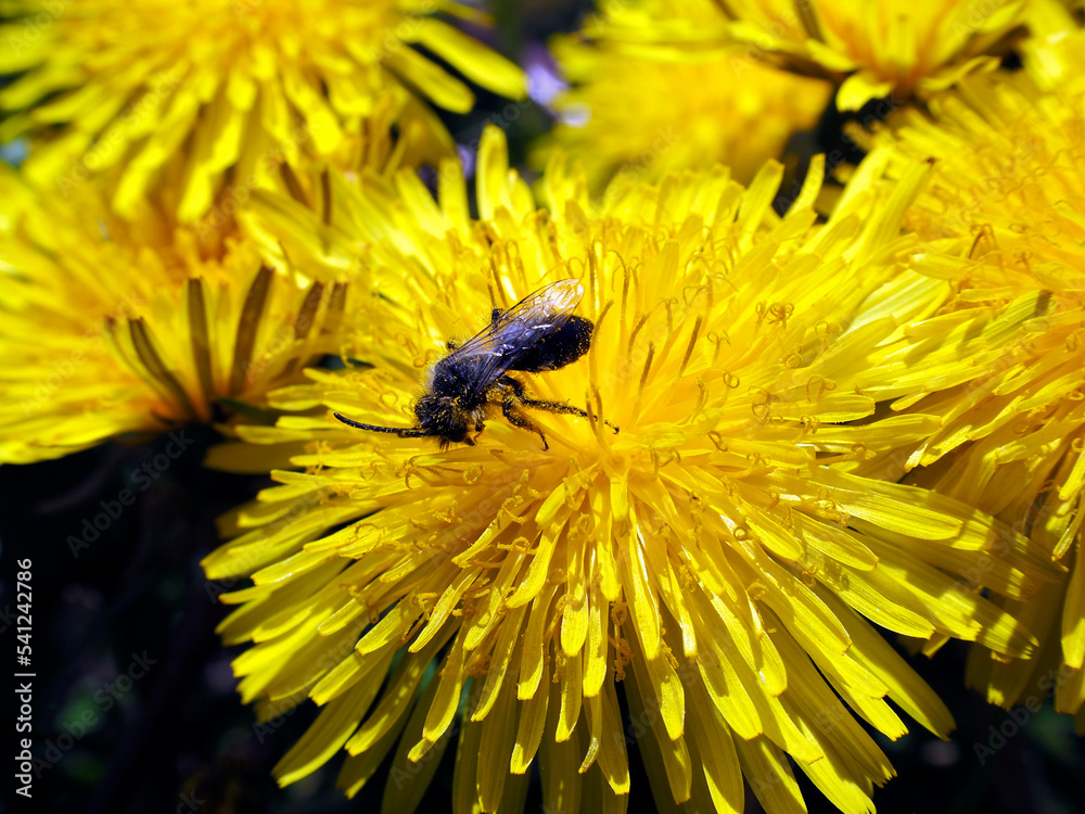 Foraging insect on a dandelion flower with pollen on the body Foraging insect on a dandelion flower with pollen on the body
