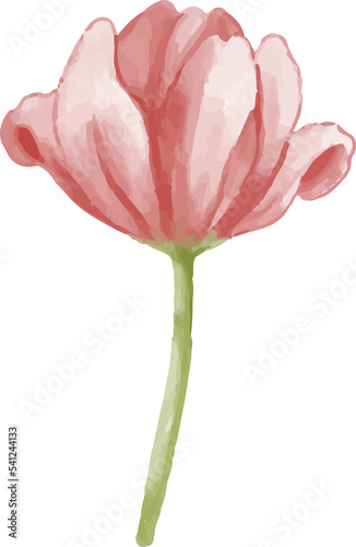 Fototapeta Naklejka Na Ścianę i Meble -  watercolor red pink tulip isolated